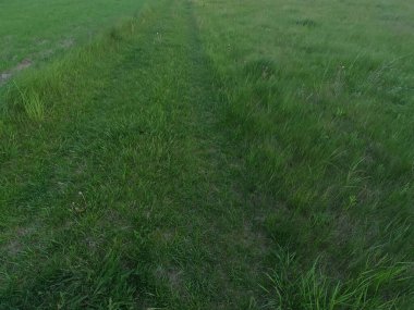 Arka plan olarak çim. Steppe bitki örtüsü, yeşillik.