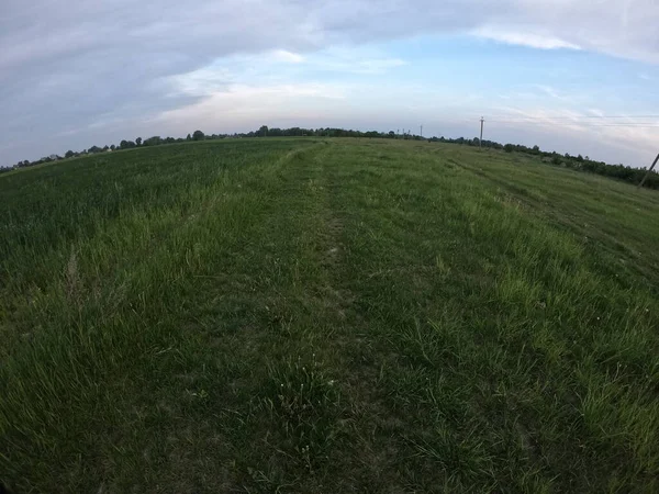 Otlar Akşamları Rüzgarda Sallanıyor Tarlada Alacakaranlık Manzara — Stok fotoğraf