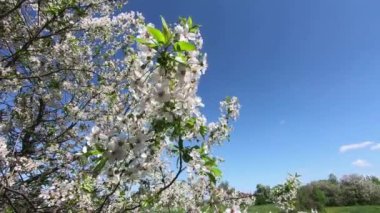 Çiçek açan kiraz ağacı dalları rüzgarda sallanıyor. Yavaş çekim.