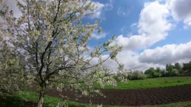 Çiçek açan kiraz, bulutlu bir bahar gününde bahçenin yanında yetişir. Rüzgarda sallanan bir ağaç. Zaman Uygulaması.