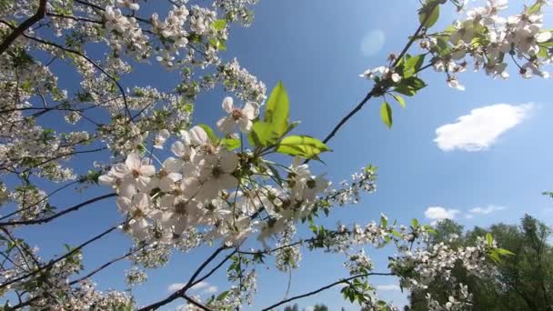 Des branches florissantes de cerisier se balancent dans le vent. Mouvement lent .