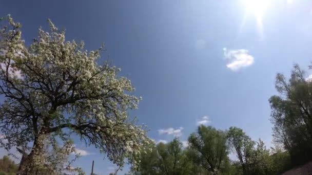 Piękna Kwitnąca Gruszka Chmury Poruszają Się Niebie Czas Ucieka — Wideo stockowe
