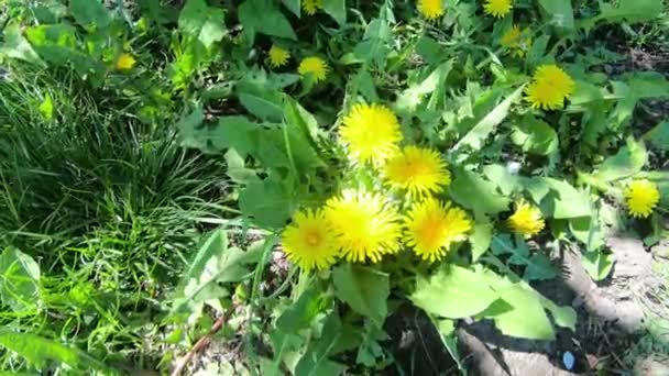 Flores Dente Leão Amarelas Bush Flores Silvestres Primavera — Vídeo de Stock