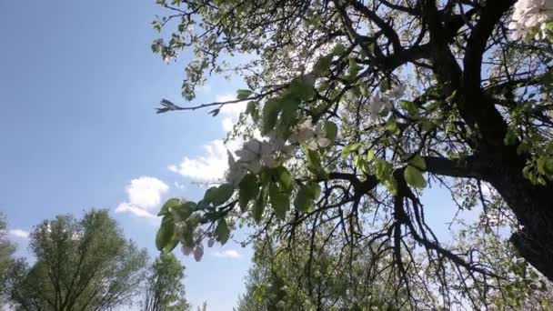 春日阳光明媚 梨树的枝条在风中摇曳 — 图库视频影像
