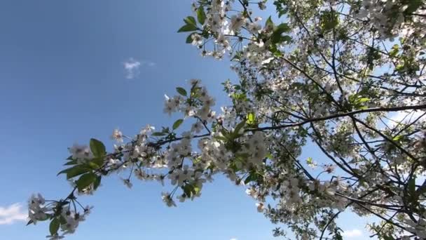 Blossoming Cherry Tree Branches Sway Wind Slow Motion — Stock Video