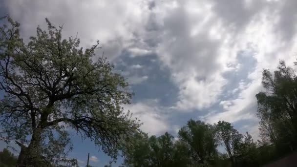 Hermoso Peral Floreciente Las Nubes Mueven Través Del Cielo Tiempo — Vídeos de Stock