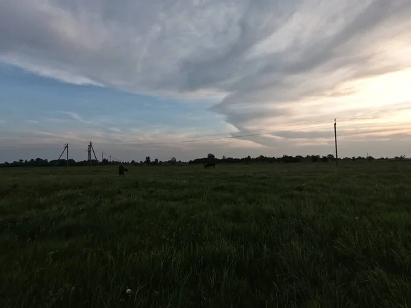 Veldgras Zwaait Avonds Wind Twilight Het Veld Landschap — Stockfoto