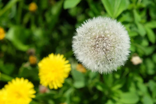 Dente Leão Branco Num Campo Verde Flores Silvestres — Fotografia de Stock