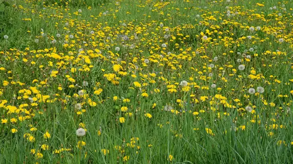 Fiori Tarassaco Crescono Prato Primaverile Contesto — Foto Stock