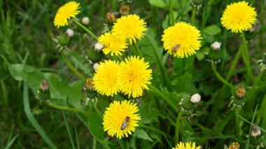Bir arı karahindiba çiçeğinden bal toplar. Bahar yabani çiçekleri.