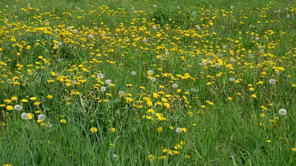 Maskros Blommor Växer Våräng Bakgrund — Stockfoto