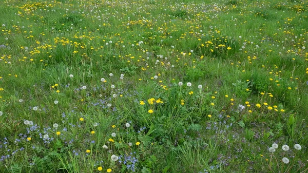 Maskros Blommor Växer Våräng Bakgrund — Stockfoto