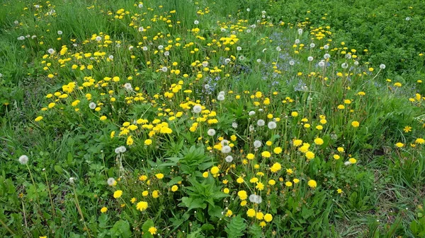 Karahindiba Çiçekleri Bir Bahar Çayırında Yetişir Arkaplan — Stok fotoğraf