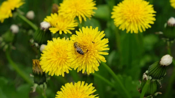 Eine Biene Sammelt Honig Aus Einer Löwenzahnblüte Frühlingswildblumen — Stockfoto
