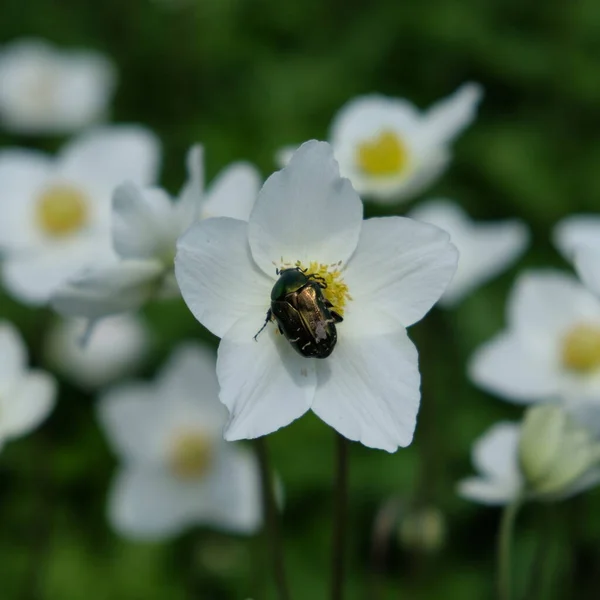 Large Green Beetle Anemone Flower — Stock Photo, Image