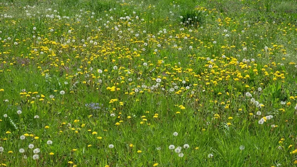 Maskros Blommor Växer Våräng Bakgrund — Stockfoto