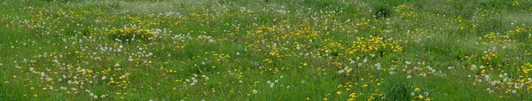 タンポポの花は春の牧草地で成長します — ストック写真