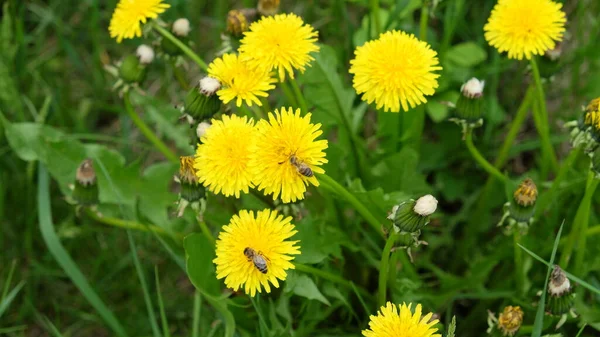 Пчела Собирает Мед Цветка Одуванчика Весенние Полевые Цветы — стоковое фото