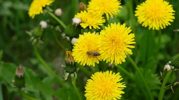 Eine Biene Sammelt Honig Aus Einer Löwenzahnblüte Frühlingswildblumen — Stockfoto