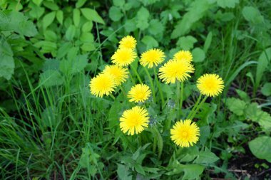 Yeşil çimlerde bir sürü sarı karahindiba çiçeği.