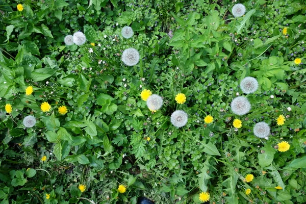 Massor Vita Maskrosor Bland Det Gröna Gräset Parken — Stockfoto