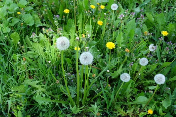 Massor Vita Maskrosor Bland Det Gröna Gräset Parken — Stockfoto