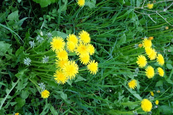 Yeşil Çimlerde Bir Sürü Sarı Karahindiba Çiçeği — Stok fotoğraf