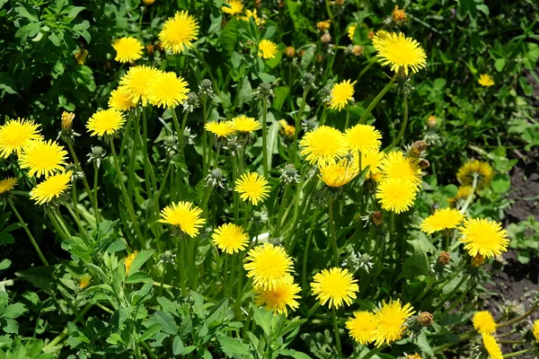 Viele Gelbe Löwenzahnblüten Grünen Gras — Stockfoto