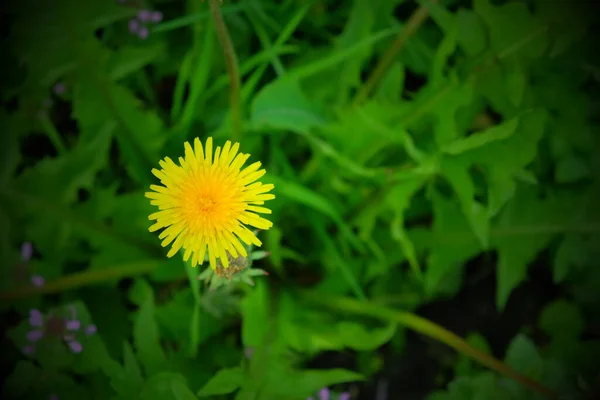 Fleur Pissenlit Photographiée Haut Fleur Jaune Printemps — Photo