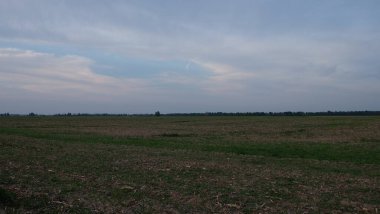 Mısırın hasat edildiği tarla. Akşam kırsal bölgeler.