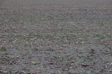 Mısır hasadı hasat edildikten sonra tarlanın manzarası. Arkaplan.