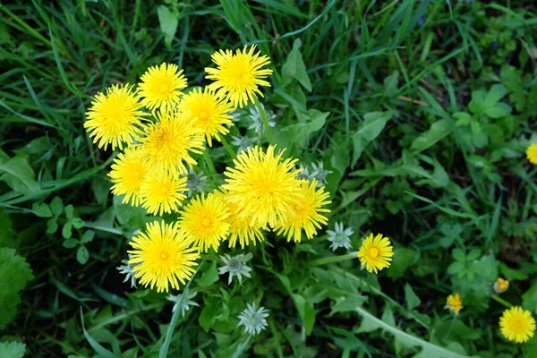 Lote Flores Dente Leão Amarelo Grama Verde — Fotografia de Stock