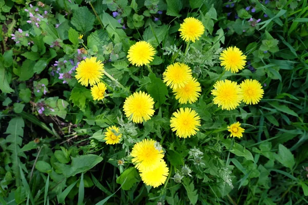 Mycket Gula Maskros Blommor Grönt Gräs — Stockfoto