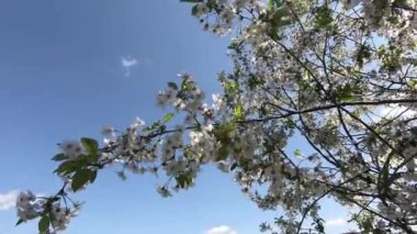 Çiçek açan kiraz ağacı dalları rüzgarda sallanıyor. 