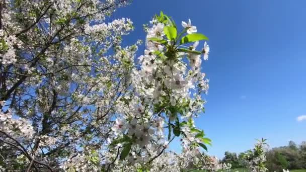 Las Ramas Florecientes Cerezo Balancean Viento Movimiento Lento — Vídeo de stock