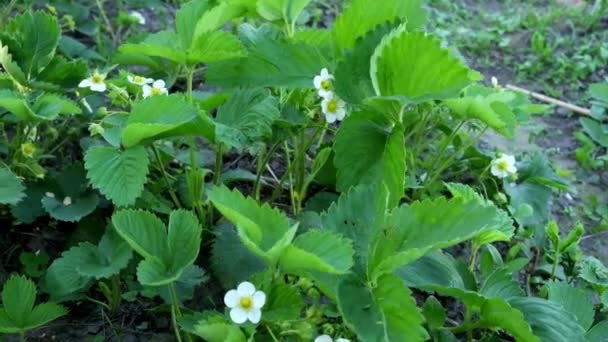 風にイチゴの茂みの茂みを開花させます スローモーション — ストック動画