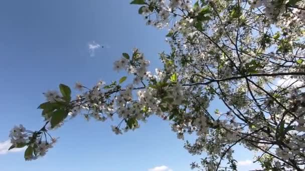 Blossoming Cherry Tree Branches Sway Wind Slow Motion — Stock Video