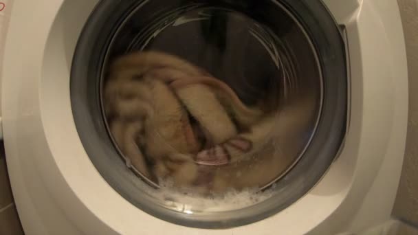 Kleider Drehen Sich Der Waschmaschine Waschvorgang Zeitraffer — Stockvideo