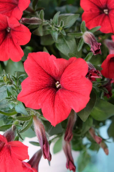 Wunderschöne Scharlachrote Blüten Von Sulfinia Blumen Mit Roten Blütenblättern — Stockfoto