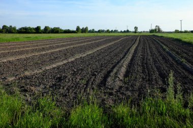 Püreli bahçe. Çernozem sürdüm. Tarım arazisi. Manzara.
