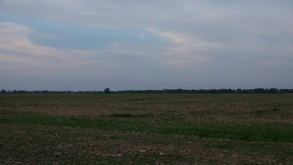 Campo Onde Milho Foi Colhido Paisagem Rural Noturna — Fotografia de Stock