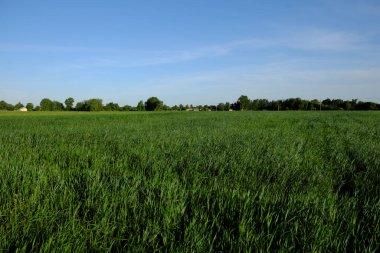 Tarlada yoğun yeşil otlar yetişir. Çiftlik arazisi. Manzara.