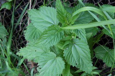 Metal ağın yanında bir ısırgan otu sapı büyüyor..