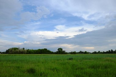 Kalın çayırlar. Güzel bulutlu bir gökyüzü. Akşam manzarası.