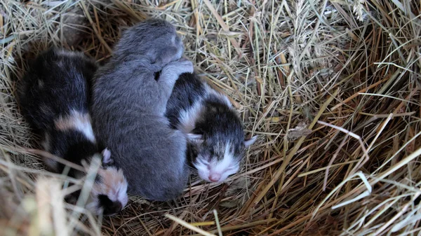 Три Маленькі Кошенята Лежать Сіні Новонароджені Кошенята — стокове фото