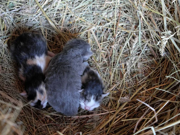 Três Gatinhos Estão Deitados Feno Gatinhos Recém Nascidos — Fotografia de Stock