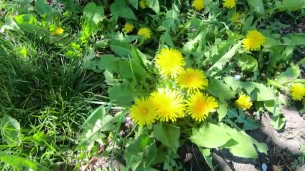 Gelber Löwenzahn Blüht Frühlingshafte Wildblumen — Stockvideo