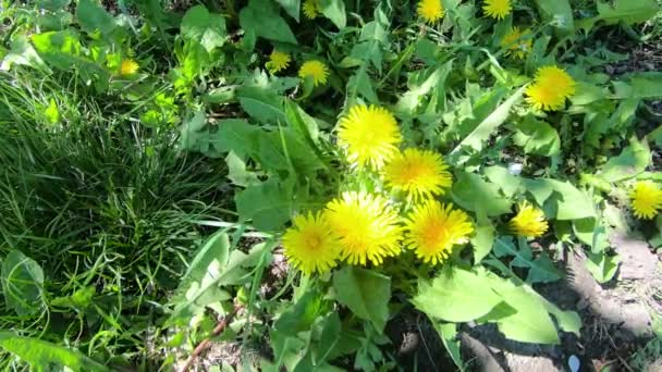 Gelber Löwenzahn Blüht Frühlingshafte Wildblumen Zeitlupe — Stockvideo