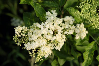 Mürver böğürtleni yakından çekilmiş. Küçük beyaz çiçekler.