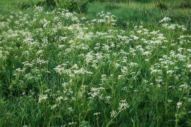 Anthriscus Sylvestris, inek maydanozu olarak bilinir. Küçük beyaz çiçekler.